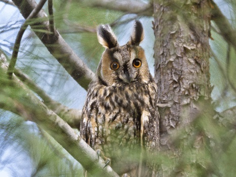 ינשוף שתועד ביער משמר העמק. צילום: יוסי אשבול
